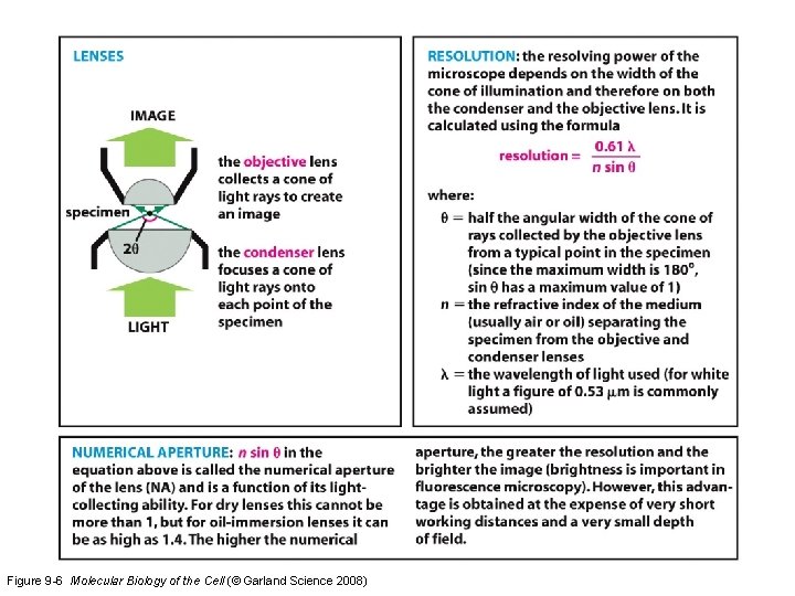 Figure 9 -6 Molecular Biology of the Cell (© Garland Science 2008) 