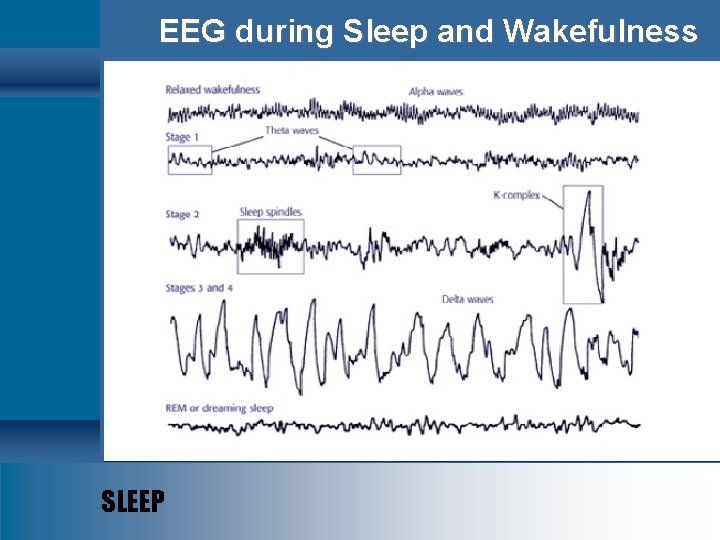 EEG during Sleep and Wakefulness SLEEP 