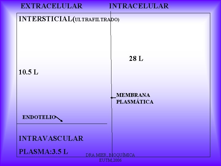 EXTRACELULAR INTERSTICIAL(ULTRAFILTRADO) 28 L 10. 5 L MEMBRANA PLASMÁTICA ENDOTELIO INTRAVASCULAR PLASMA: 3. 5