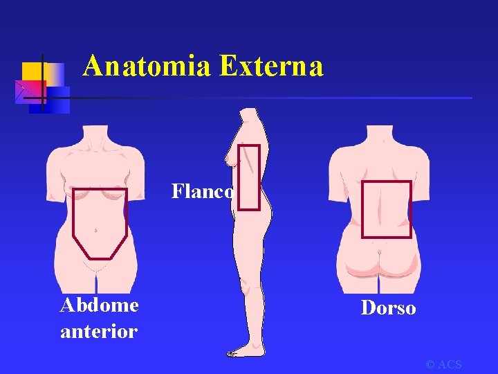 Anatomia Externa Flanco Abdome anterior Dorso © ACS 