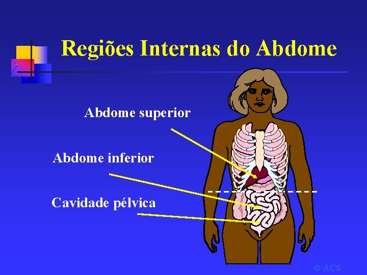 Regiões Internas do Abdome superior Abdome inferior Cavidade pélvica ACS 