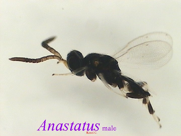 Anastatus male 