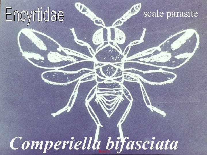 scale parasite Comperiella bifasciata 