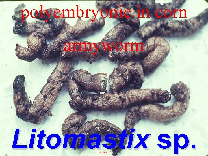 polyembryonic in corn armyworm Litomastix sp. 