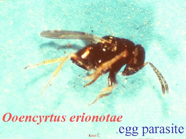 Ooencyrtus erionotae egg parasite 