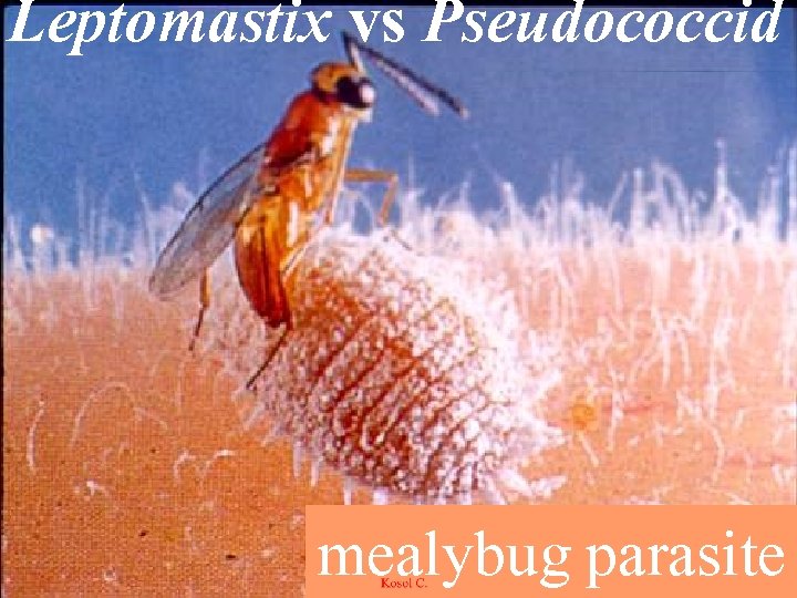 Leptomastix vs Pseudococcid mealybug parasite 