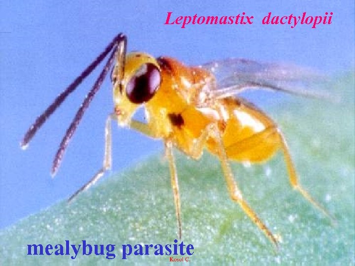 Leptomastix dactylopii mealybug parasite 