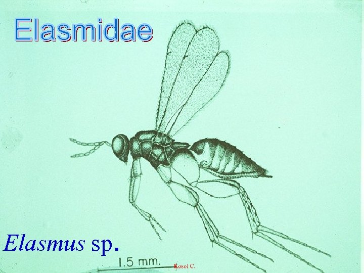 Elasmus sp. 