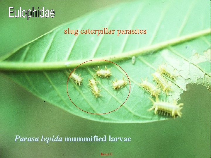 slug caterpillar parasites Parasa lepida mummified larvae 