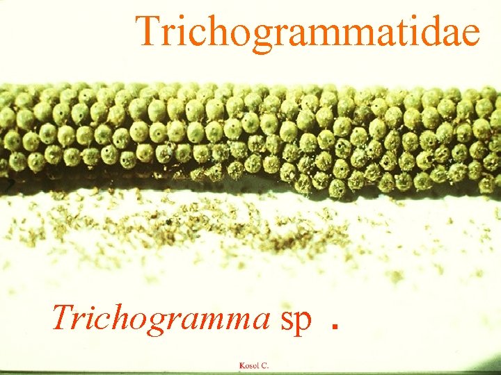 Trichogrammatidae Trichogramma sp. 