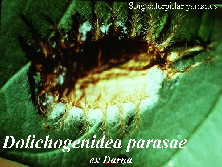 Slug caterpillar parasites Dolichogenidea parasae ex Darna 