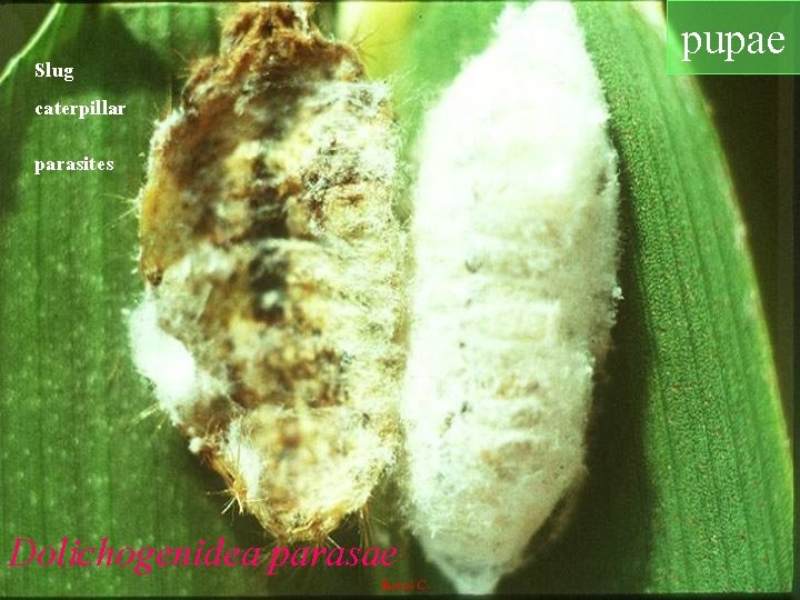 Slug caterpillar parasites Dolichogenidea parasae pupae 