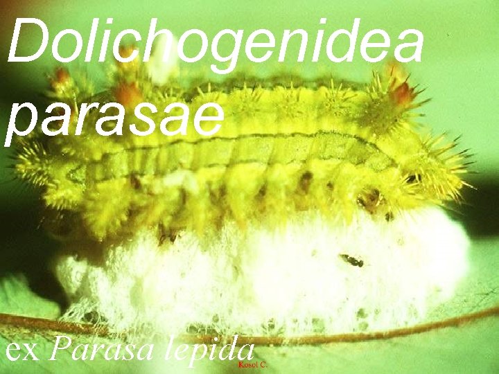 Dolichogenidea parasae ex Parasa lepida 