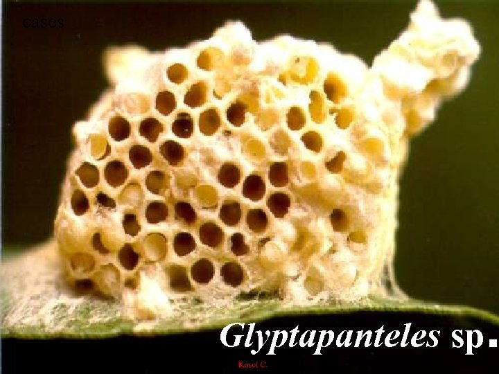 cases Glyptapanteles sp. 