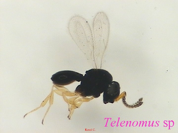 Telenomus sp. 