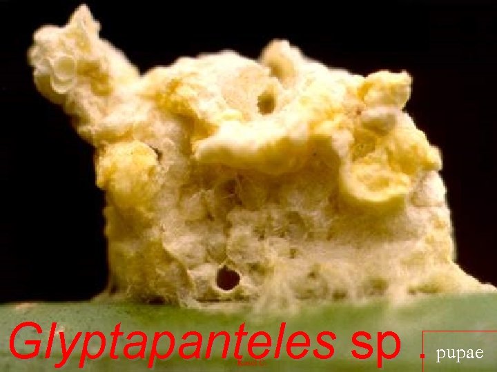 Glyptapanteles sp. pupae 