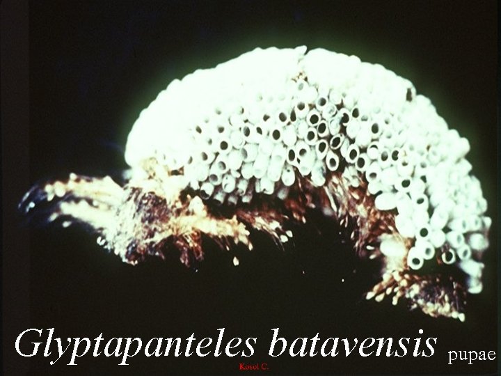 Glyptapanteles batavensis pupae 