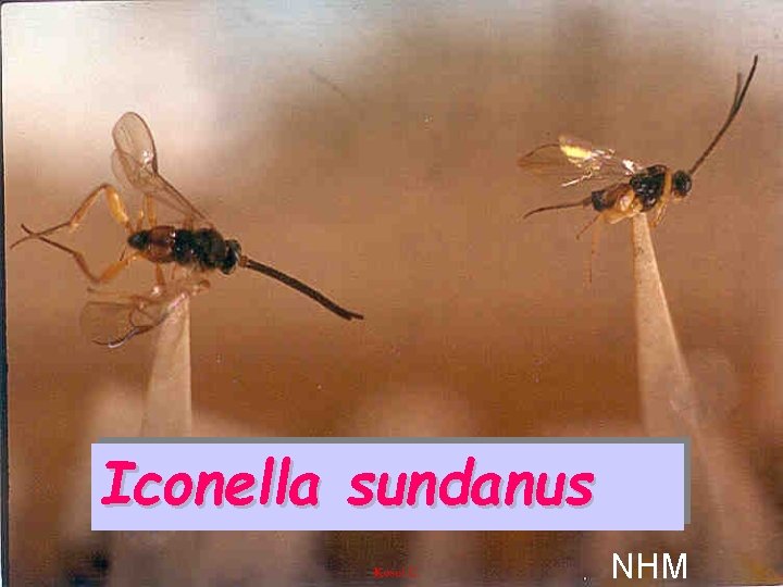 Iconella sundanus NHM 
