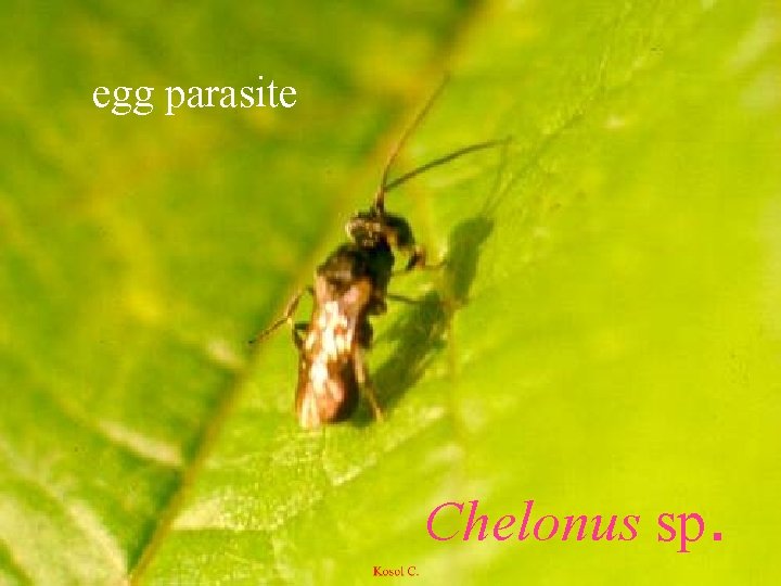 egg parasite Chelonus sp. 