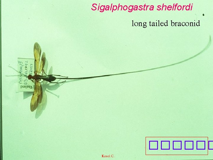 Sigalphogastra shelfordi long tailed braconid ������ 