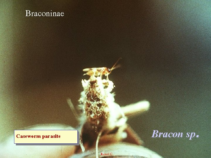 Braconinae Caseworm parasite Bracon sp. 