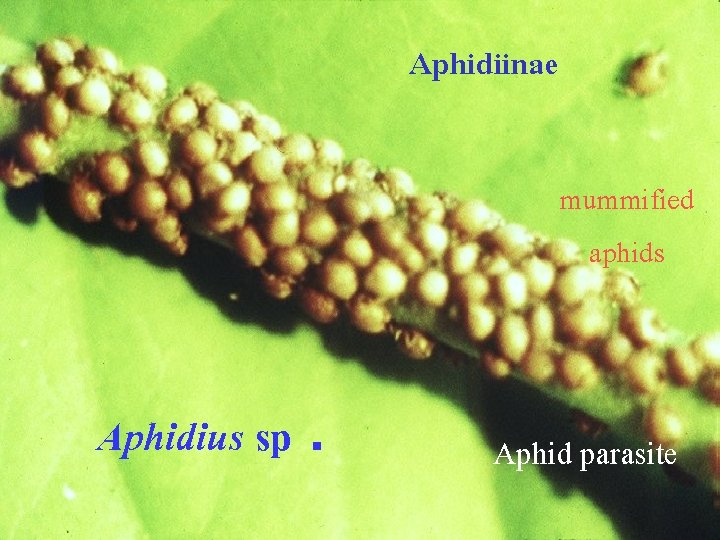 Aphidiinae mummified aphids Aphidius sp. Aphid parasite 