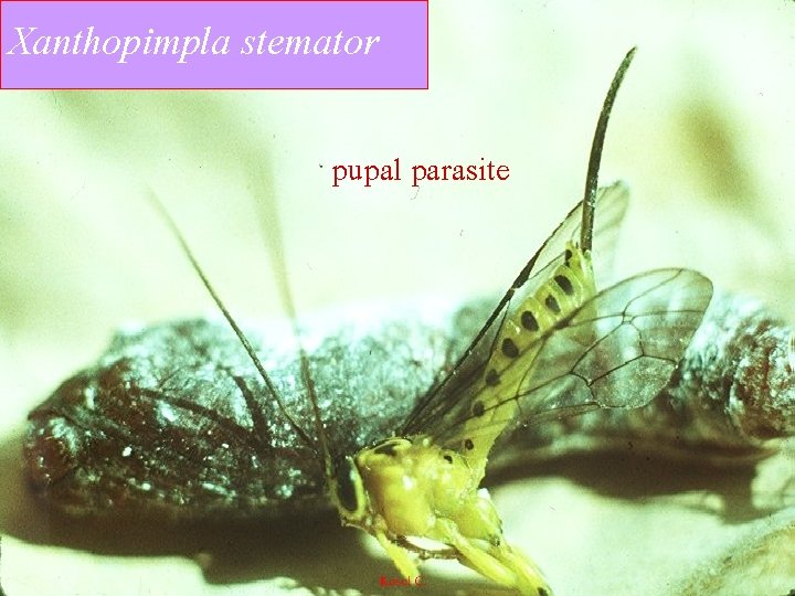 Xanthopimpla stemator pupal parasite 