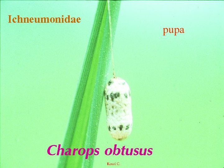 Ichneumonidae Charops obtusus pupa 