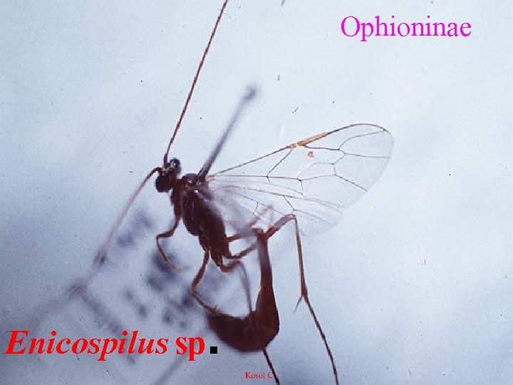 Ophioninae Enicospilus sp. 