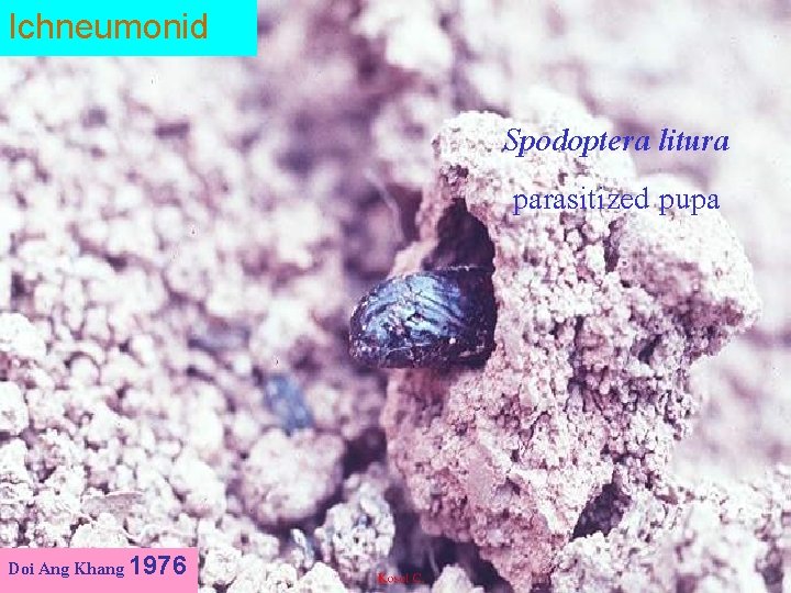 Ichneumonid Spodoptera litura parasitized pupa Doi Ang Khang 1976 