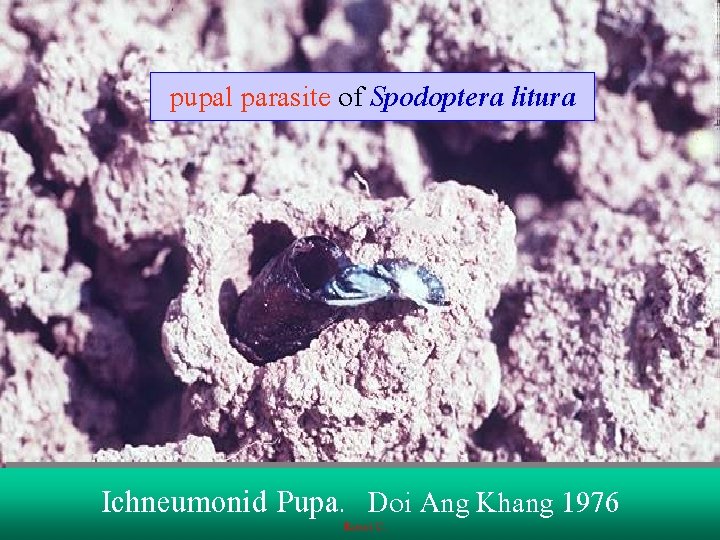 pupal parasite of Spodoptera litura Ichneumonid Pupa. Doi Ang Khang 1976 