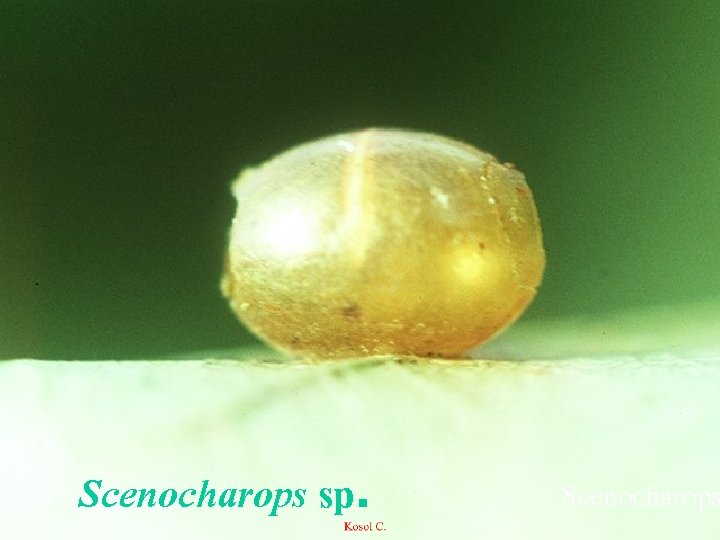 Scenocharops sp. Scenocharops 