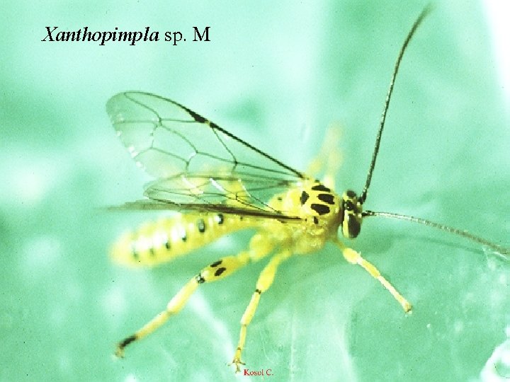 Xanthopimpla sp. M 