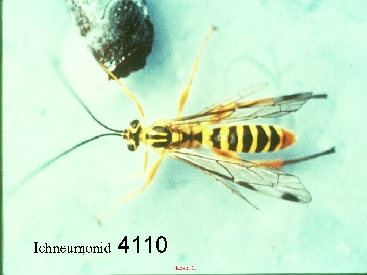 Ichneumonid 4110 
