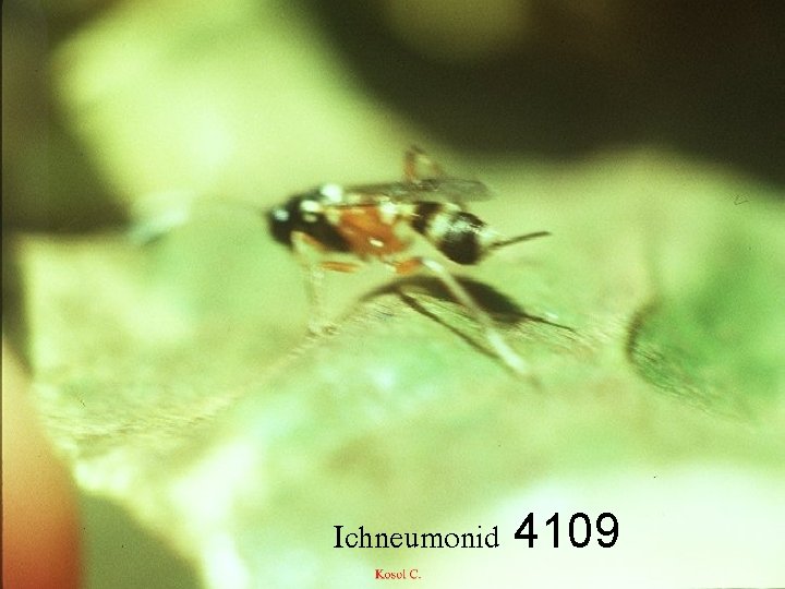 Ichneumonid 4109 