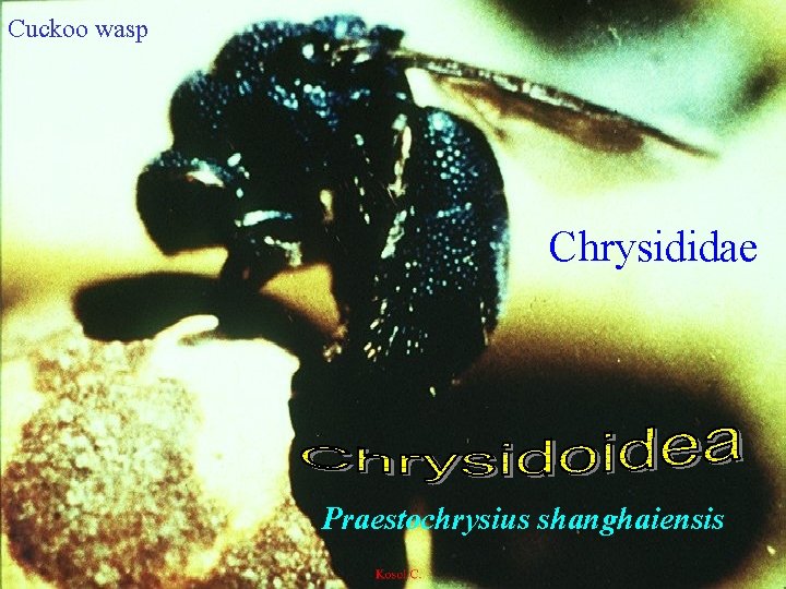 Cuckoo wasp Chrysididae Praestochrysius shanghaiensis 