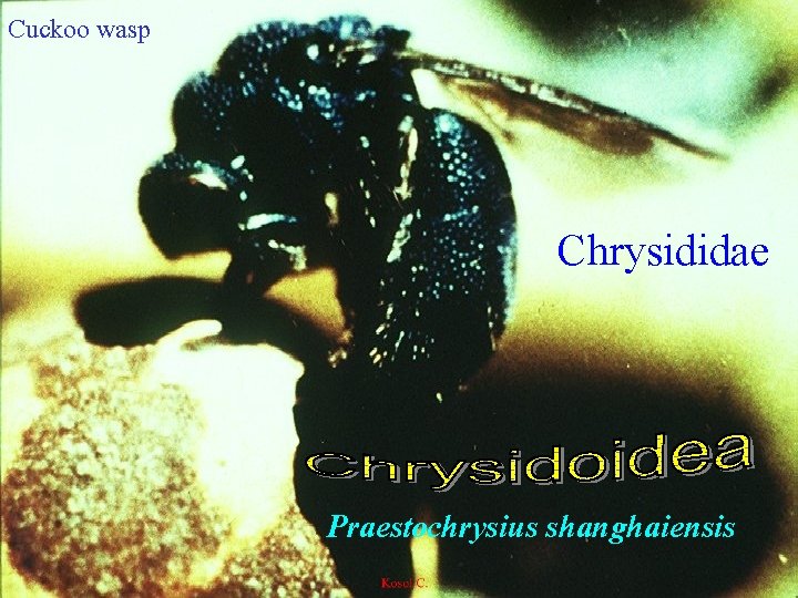 Cuckoo wasp Chrysididae Praestochrysius shanghaiensis 