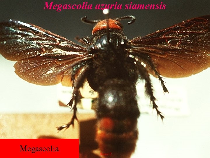 Megascolia azuria siamensis Megascolia 