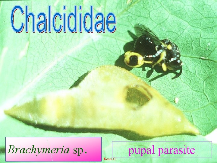 Brachymeria sp. pupal parasite 