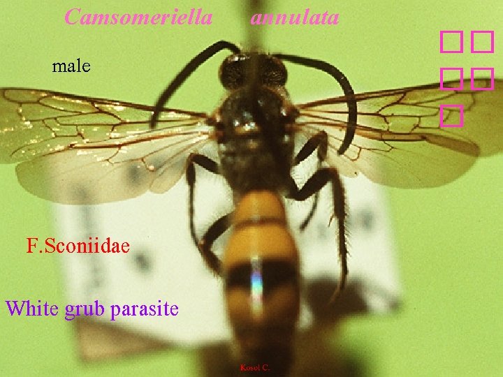 Camsomeriella male F. Sconiidae White grub parasite annulata �� �� � 