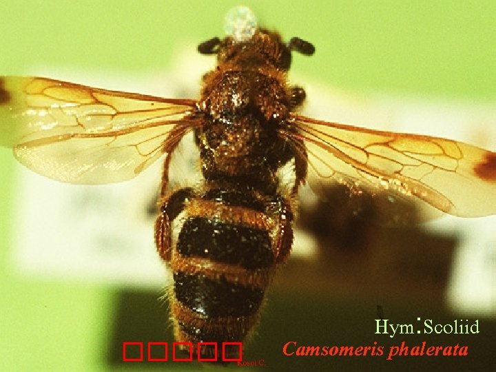 ����� Hym: Scoliid Camsomeris phalerata 