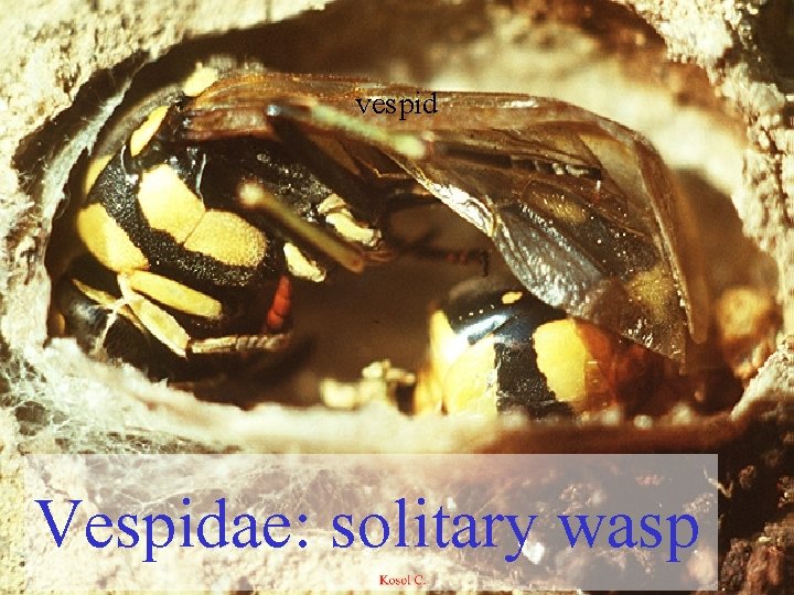 vespid Vespidae: solitary wasp 