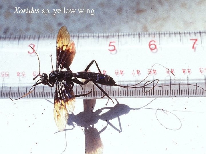 Xorides sp. yellow wing 