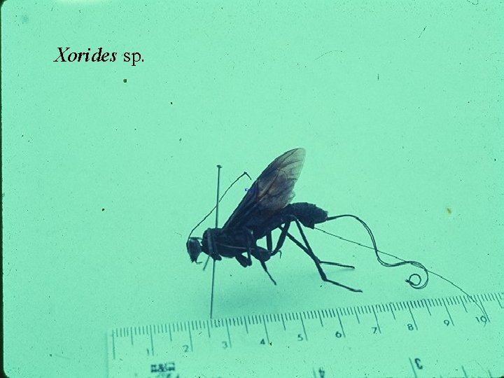 Xorides sp. 