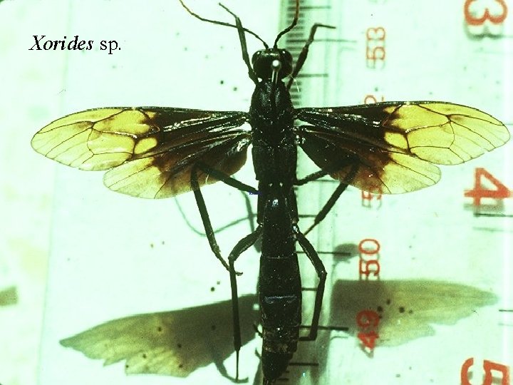 Xorides sp. 