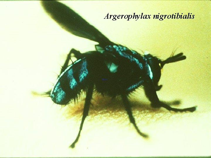 Argerophylax nigrotibialis 