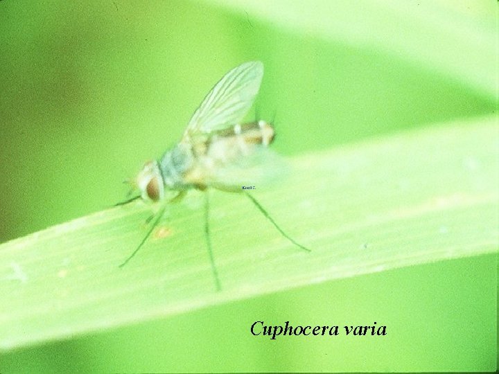 Cuphocera varia 