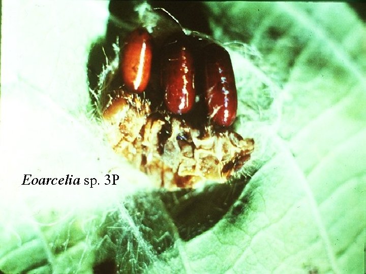 Eoarcelia sp. 3 P 