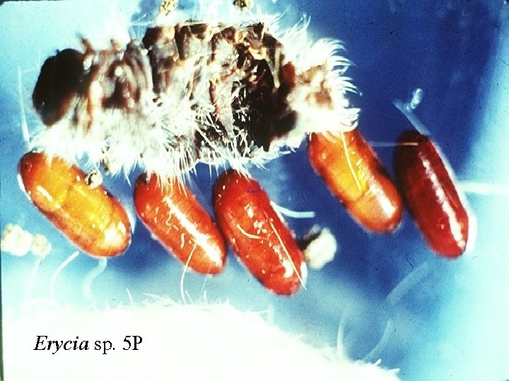 Erycia sp. 5 P 
