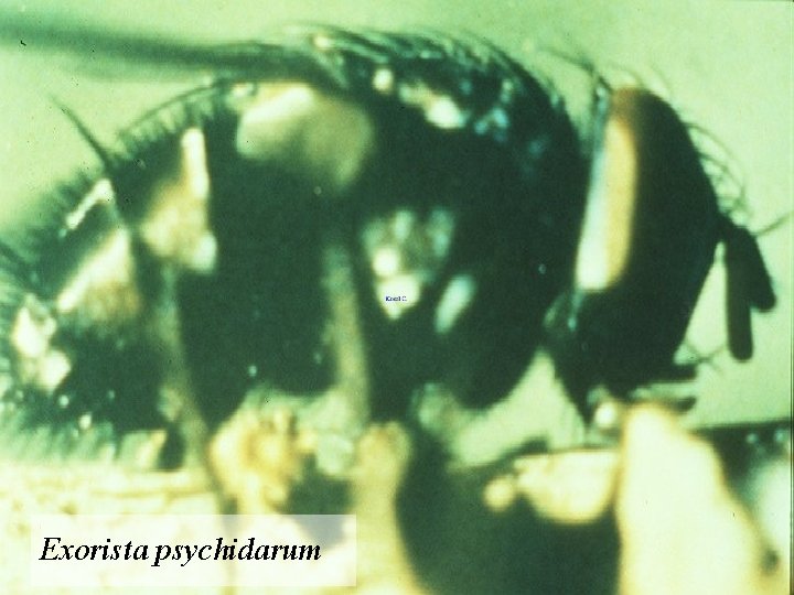 Exorista psychidarum 